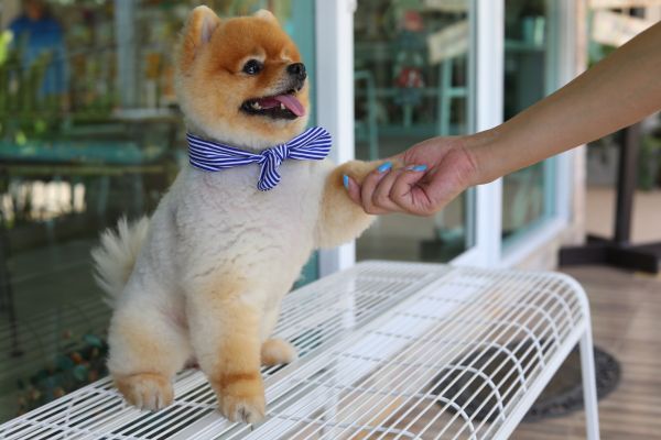 Destin Pets