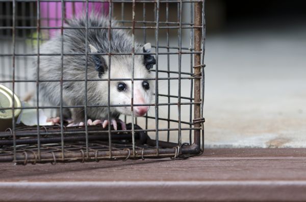 Destin Wildlife Removal