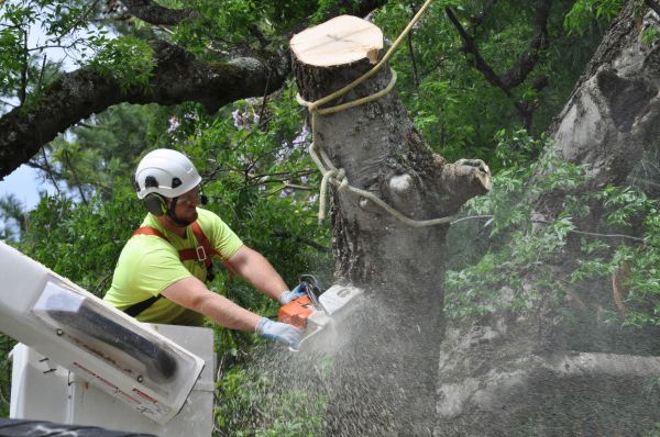 Destin Tree Trimming