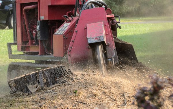 Destin Tree Removal